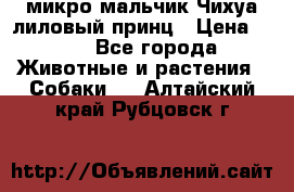 микро мальчик Чихуа лиловый принц › Цена ­ 90 - Все города Животные и растения » Собаки   . Алтайский край,Рубцовск г.